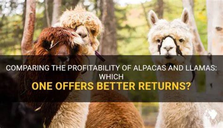Are alpacas still profitable?