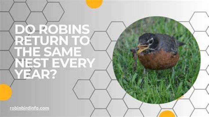 Do robins return to the same place every year?
