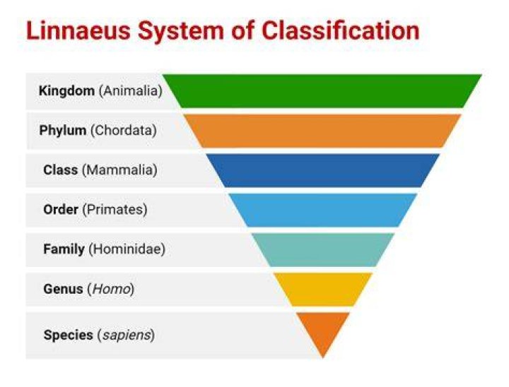 What is s classification?
