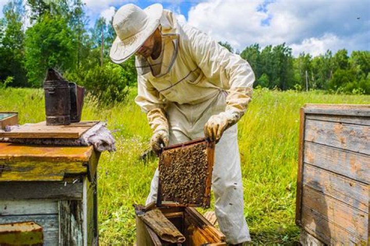 When did bee Keeping start?